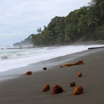 plage sauvage Puerto Jimenez péninsule d'Osa